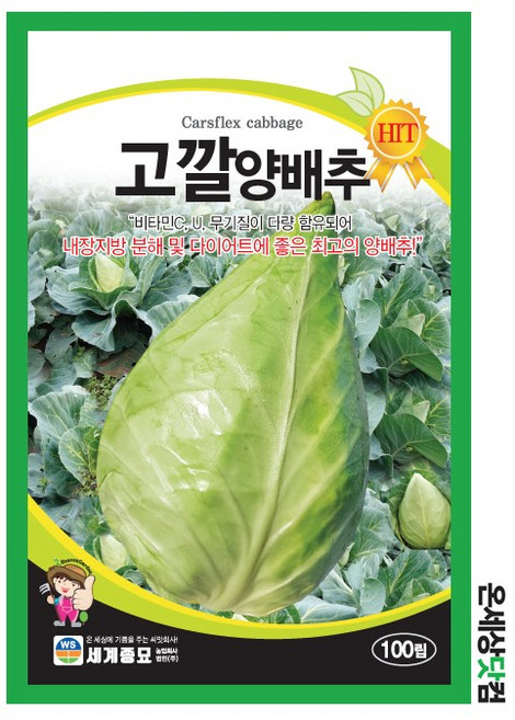 고깔양배추 100립 / 씨앗 종자 텃밭 김장 채소 무침 샐러드, 6개