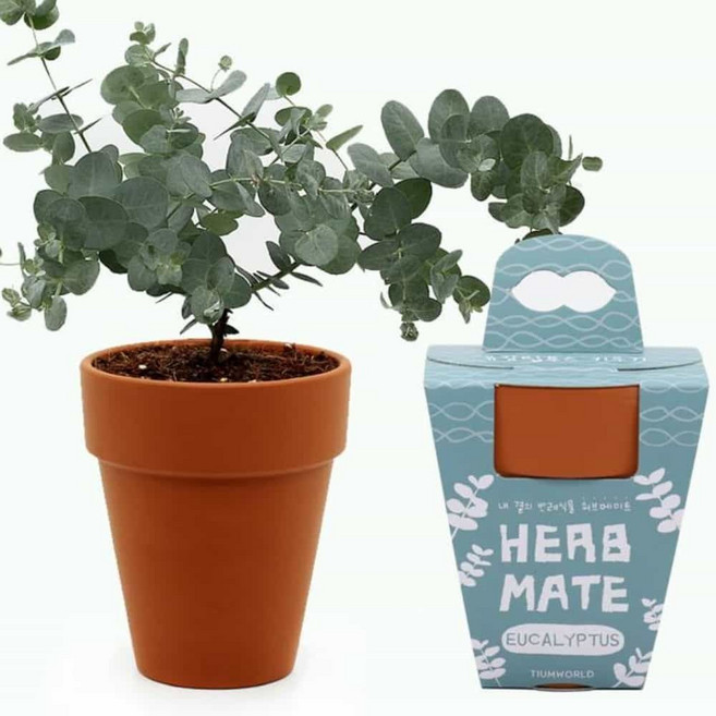 허브 식물키우기세트 유칼립투 스키우기 미니 42122EA 1(pc)