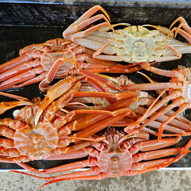 산지직송 국산 영덕 대게 포항 자숙 찜, 1박스, 자숙(찜)영덕대게2kg