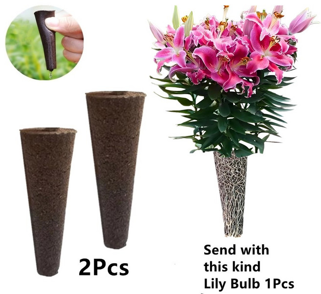 무토양 수련 구근 재배세트 (아마릴리스), D, 1개