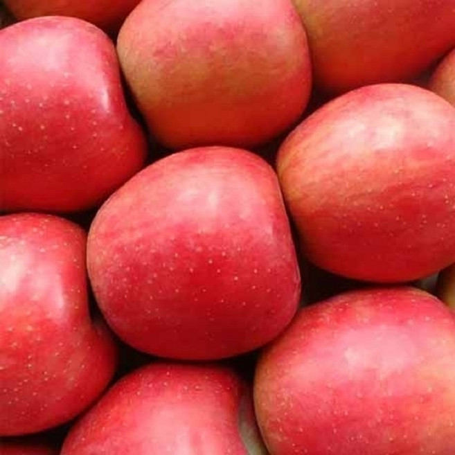 산지직송 당도 보장 햇 사과 빨간 사과 4kg 소과 15-25과 내외, 1박스