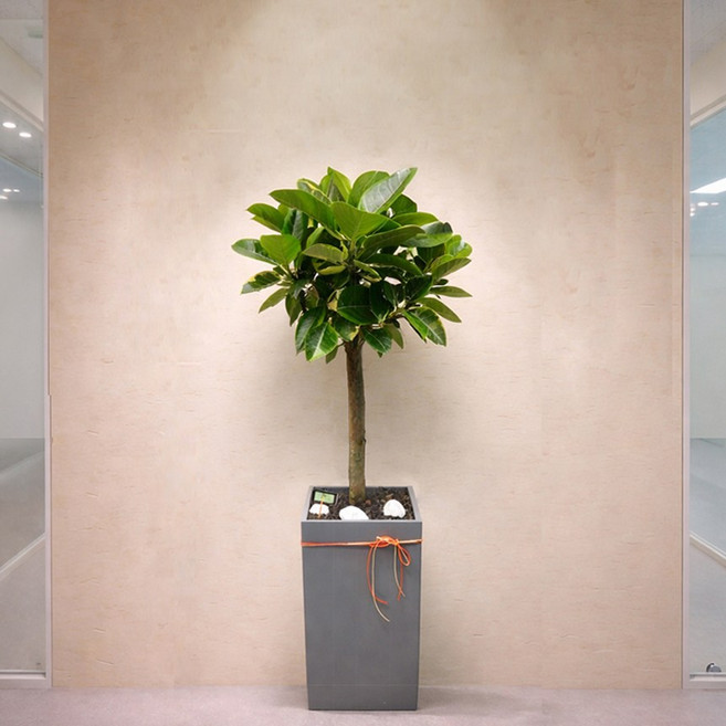 뱅갈고무나무 개업화분 개업축하화분 거실화분 개업식 집들이 화분배달 선물 인테리어식물 실내화초, 대형)뱅갈고무나무, 1개