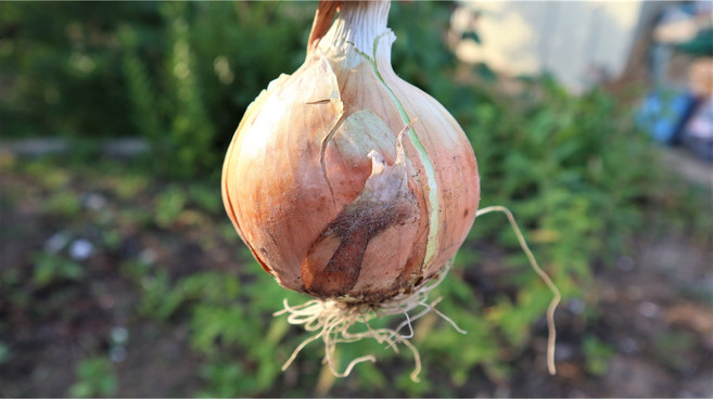 [엄지척농산물] 신선한 국내산 햇 양파, 1개, 양파 10kg / 중