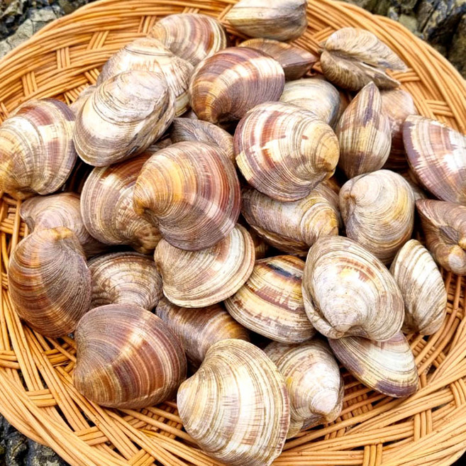 백생합 백상합 백합조개 해감완료, 1개, 대2kg