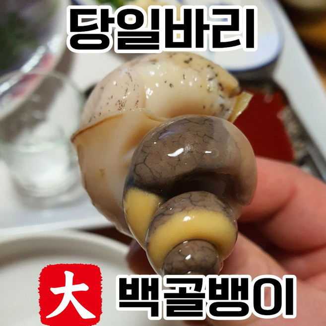 [선주직송] 연안 백골뱅이 생물 활 백고동 산소포장, 2박스, 대 1kg (12~20미)
