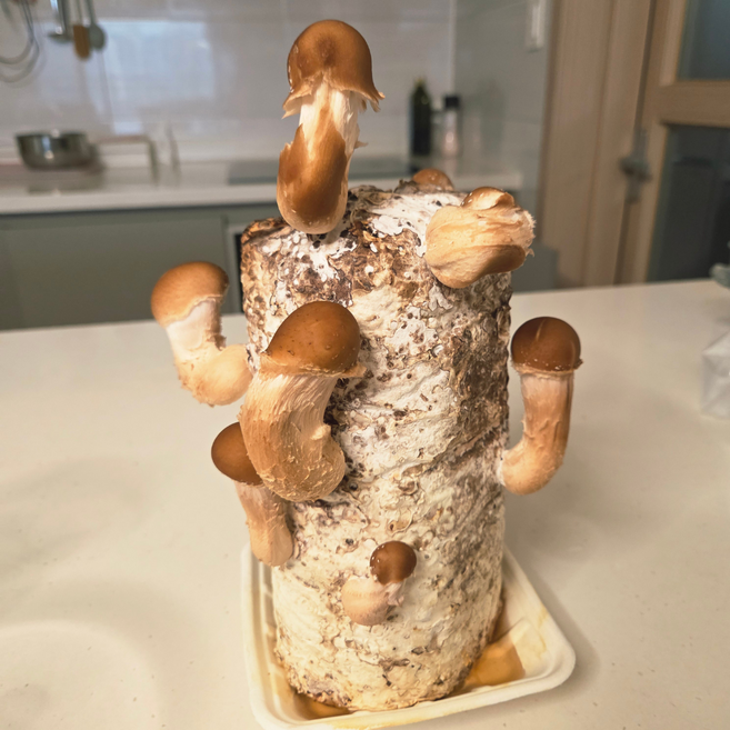 오늘출발 버섯재배 참송이버섯키우기 키트 송이 반려식물 홈가드닝, 참송이버섯