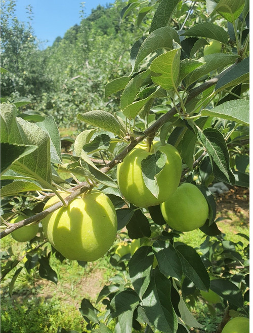 아오리 가정용 중소, 14개, 2kg
