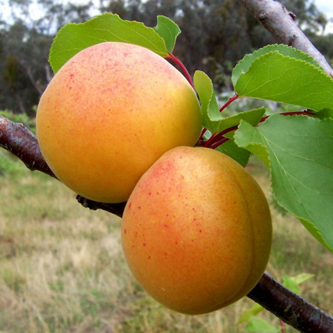 왕 살구나무 묘목 접목 1년생 유실수 과일나무 원예 가드닝, 1개