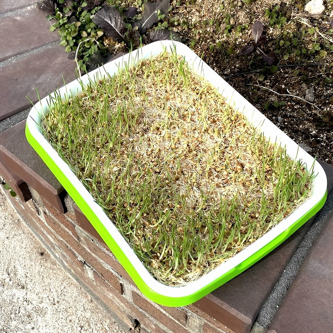 새싹 씨앗 식물 재배기 트레이 채소 모종판 발아 기구 원예 상자 텃밭 퇴비 화분 농작물