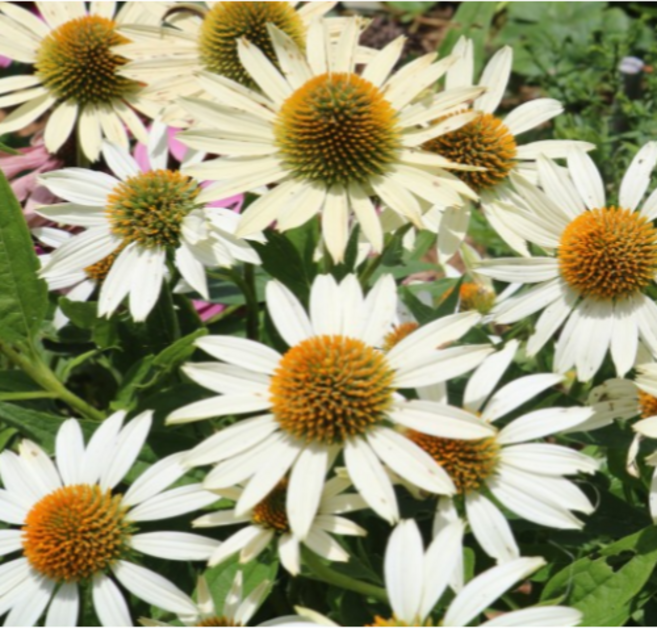 (성실)에키네시아 모종(포트) 10개 흰색