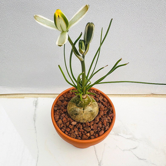 알부카 다육식물 선인장 화분 식물 꽃 생명력 카페꾸미기 장식 공기정화 전자파차단 희귀식물 산아래다육이