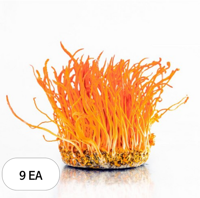 감성먹거리 성재모 동충하초 건초, 50g, 9개