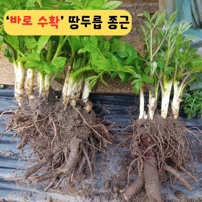 (당일 생산 발송) 4년생 이상 땅두릅 종근(15촉 이상), 1개