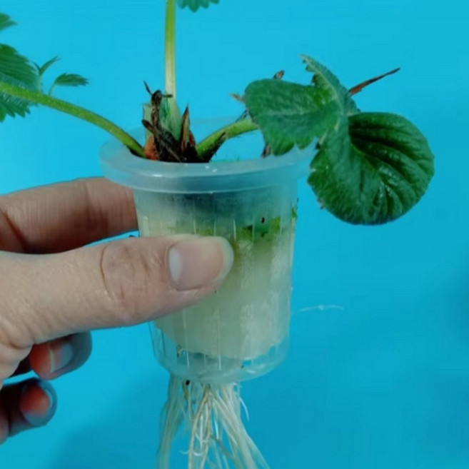 수경재배포트 수경 식물 포트 10P묶음