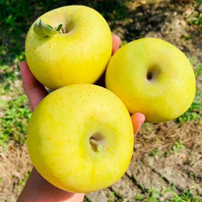 [농장직배송] 최상품 시나노골드 사과 16브릭스, 1박스, 옵션9 -  시나노골드 정품 5Kg (대과)