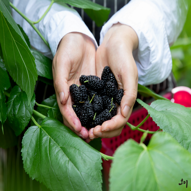 2025년 출하 냉동오디 뽕나무 햇오디, 1개, 토종오디 5kg