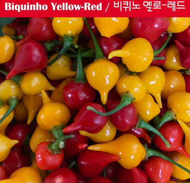 Red Yellow Biquinho Pepper 비퀴노 레드 옐로우 페퍼 희귀 고추 특수작물, 1개