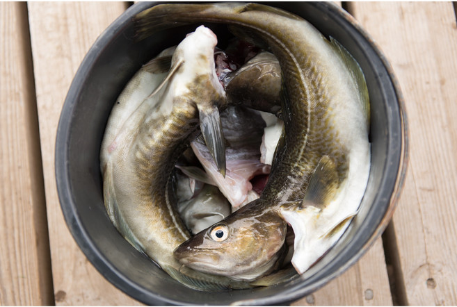 수라한상 동해안 생대구 생선 대구, 1개, 3kg(1-3미)