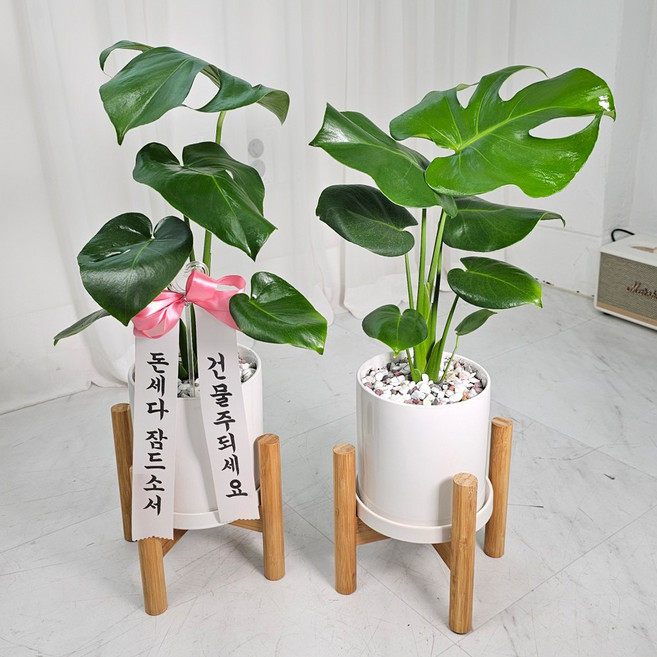 앤드플라워 택배발송 공기정화식물 실내 개업식화분 중형 화분세트 + 우드스탠드 + 리본글씨 + 식물가이드 금전수 몬스테라 승진 집들이 축하 화분 배달 꽃배달, 03.몬스테라(52cm)우드스탠드, 1개