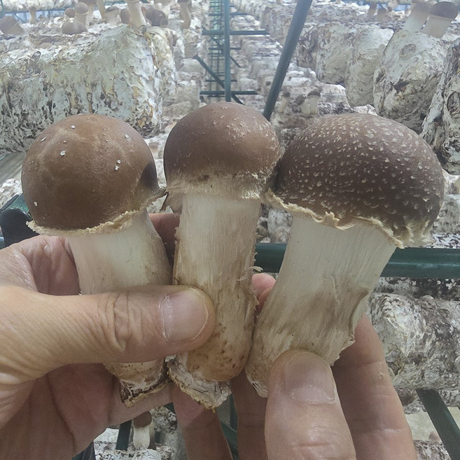 국내산 최상급 참송이버섯 향 좋은 참송이 버섯 상품, 1개, 1kg