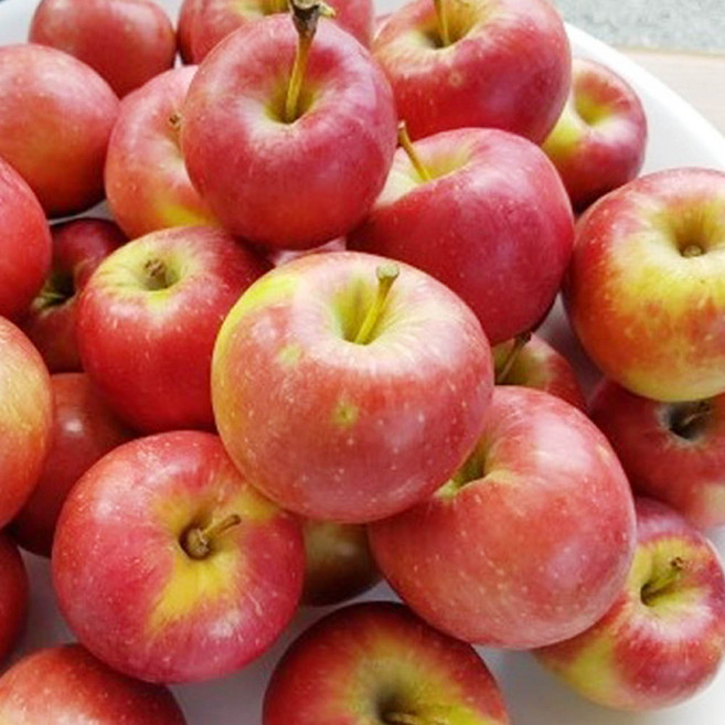 미니사과나무 묘목 - 루비에스 R3cm 결실주(분) 1개, 미니사과 루비에스 R3