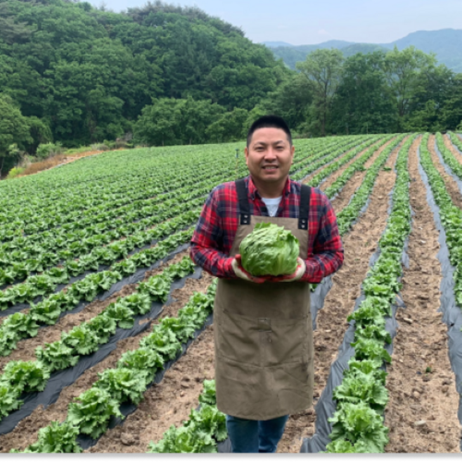 청년야채가게 [아삭] / 진공예냉처리 아삭양상추 / 깐양상추(식자재용), 4kg, 1박스