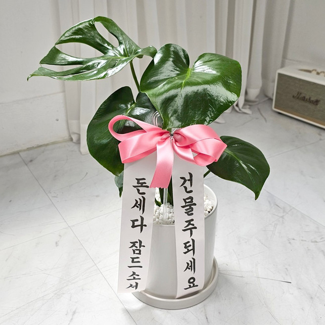 앤드플라워 택배발송 개업식화분(45cm) 도자기화분세트 공기정화식물 금전수 몬스테라 승진 집들이 축하 화분 배달 선물 꽃배달, 03.몬스테라(40cm)도자기화분, 1개