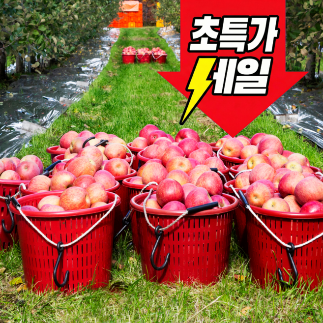 [선착순초특가]가성비1위 산지직송 초고당도 못난이 부사사과, 1박스, 10kg