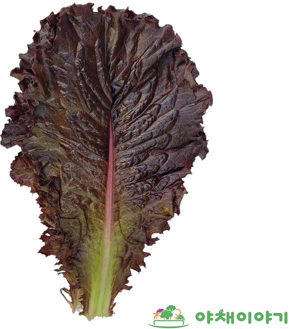 야채이야기 싱싱한 적로메인 1kg 로메인상추, 1개