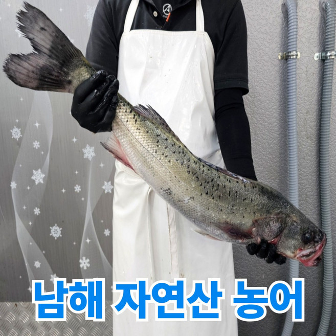 청담농수산 국내산 자연산 농어 숙성필렛 회필렛 생선회, 1개, 800g