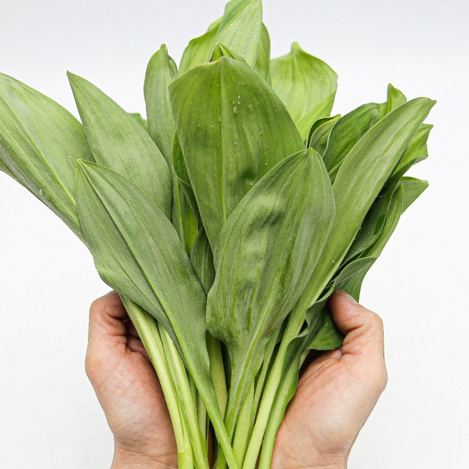 울릉도종 특품 명이나물 반박스 500g 생명이나물 산나물 가락시장 당일새벽경매, 명이나물 반박스(약 500g)