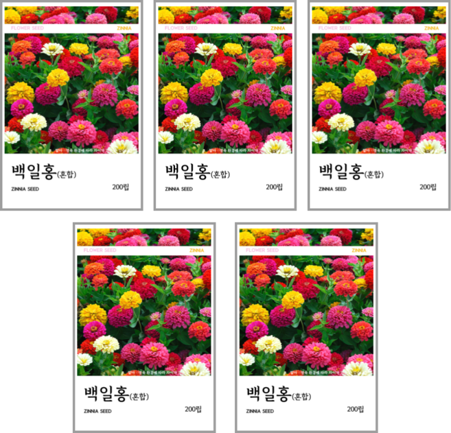 백일홍(혼합) 씨앗 200립, 5개