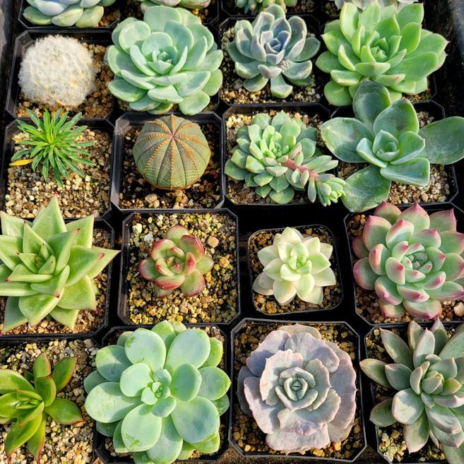 국민다육이 식물 화분 키우기 119종, 14_A수, 1개