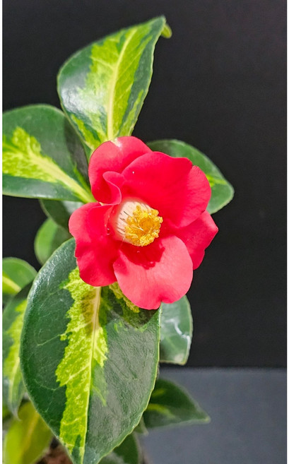 무늬 동백나무 묘목 실생 3년 (무안중투), 1개