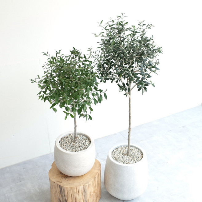 올리브나무 대형 외목대 토피어리 개업가게거실집들이 식물 축하화분 배달, 60~70cm, 플라스틱기본, 1개