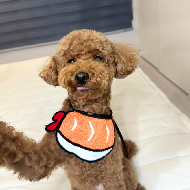 큐리파이 재밌는 강아지 케이프 스카프 턱받이, 1개, 새우초밥