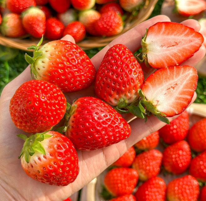 GAP 프리미엄 특품 설향 딸기, 2세트, 350g(특과)