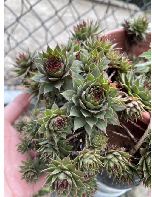 霍特盛典 多肉植物組合盆栽 新手推薦易種植, 皮賓卷絹, 1個