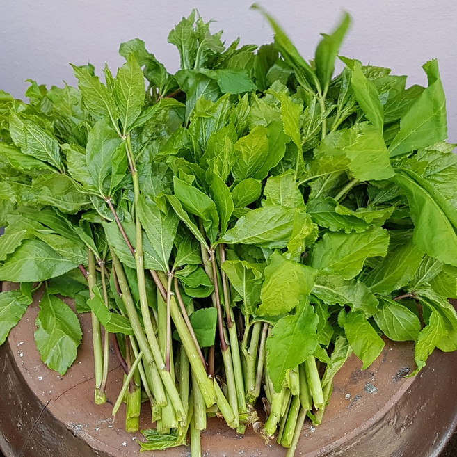 [예약주문] 강원도 정선 고랭지 산속재배 생 오가피순 오가피나물 오가피새순, 1박스, 1kg