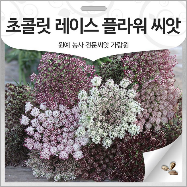 초콜릿 레이스 플라워 씨앗 오를라야 종자 아미 당근꽃 30알, 1개