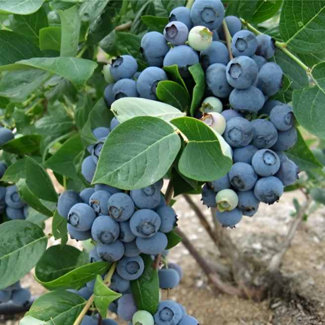 왕블루베리묘목 블루베리나무 2년생 뉴하노버 듀크 에코타 래가시 / 블루베리키우기 블루베리재배 과실수묘목 과실나무, 오닐 2년생, 1개