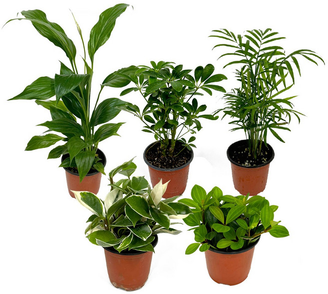 감동샵 공기정화식물 소품 51종 중 관엽식물 산세베리아 키우기 쉬운 반려 식물, 1개, 스킨답서스