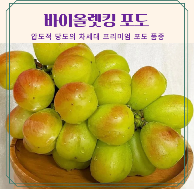 [신품종 ]바이올렛킹 포도 초고당도20브릭스 품격있는 선물용1kg 2kg 300박스만 판매, 1박스, 1kg(2송이)
