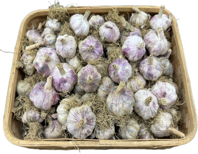 [자연바구니] 25년산 햇마늘 대서마늘 1개, 대서마늘 (5kg) 대