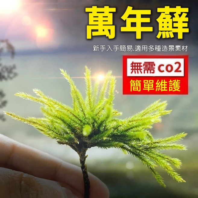 萬年蘚水草 新手易種 無需CO2 適合前景造景, 1個