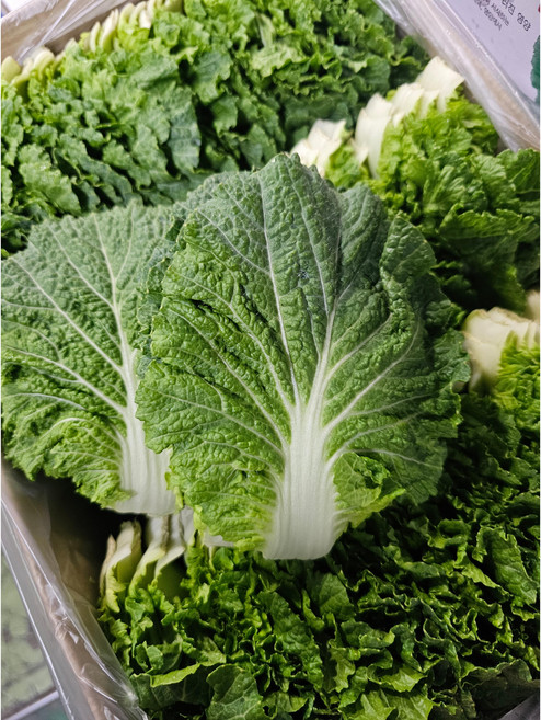 [하루채소] 국내산 쌈배추 0.9~1kg, 1개, 1kg