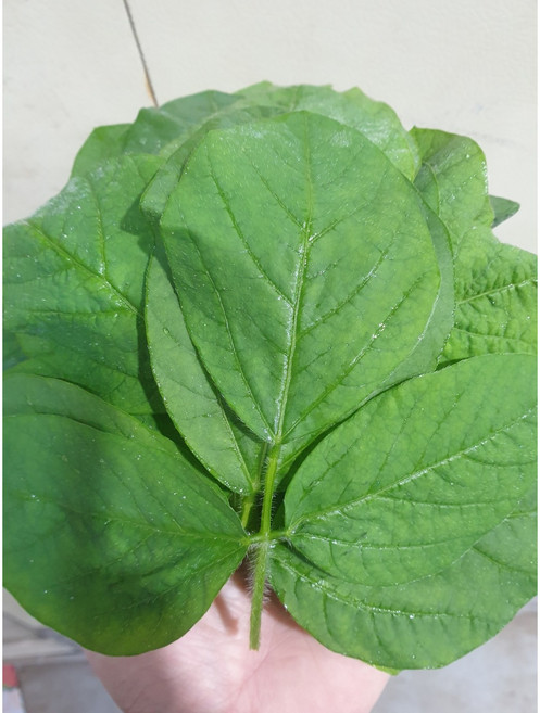 [부드러운] 파란 생콩잎 2단 (120장내외), 1개