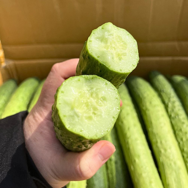 국내산 오이 백다다기 아삭 조선오이 무침 오이지용, 1박스, 3kg