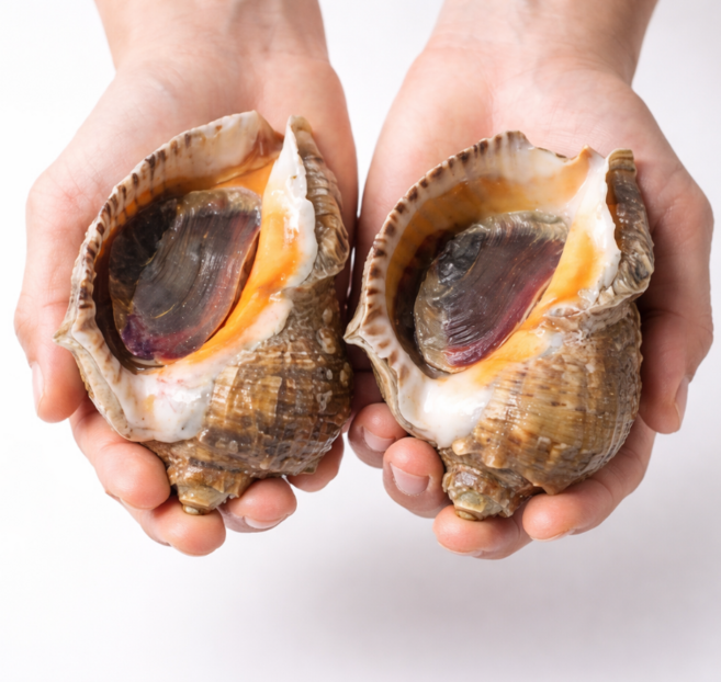 국내산 활 대짜 참소라 1kg+1kg 총 2kg 횟감, 1개