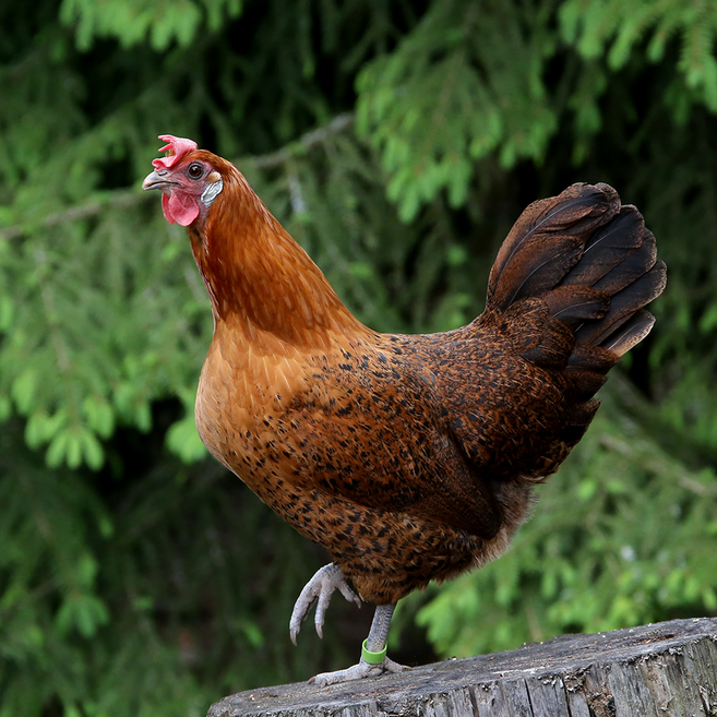 명품 토종닭 2kg 내외 시골토종 생닭 몸보신용 [오후5시이전 주문 당일출고] [백숙용 티백무료] 주문즉시손질, 1개